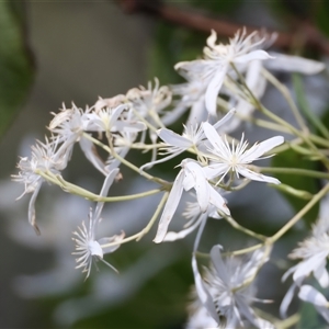 Clematis glycinoides at Woonona, NSW - 15 Sep 2024 02:49 PM