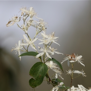 Clematis glycinoides at Woonona, NSW - 15 Sep 2024 02:49 PM