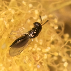 Chalcidoidea (superfamily) (A gall wasp or Chalcid wasp) at Melba, ACT - 17 Sep 2024 by kasiaaus