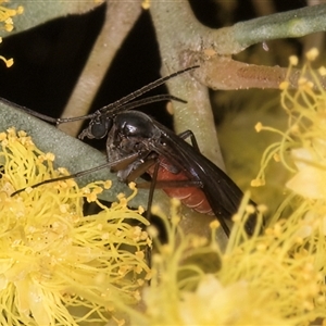 Sciaridae sp. (family) at Melba, ACT - 17 Sep 2024