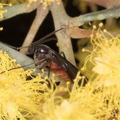 Sciaridae sp. (family) at Melba, ACT - 17 Sep 2024 01:36 PM