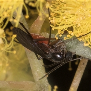 Sciaridae sp. (family) at Melba, ACT - 17 Sep 2024