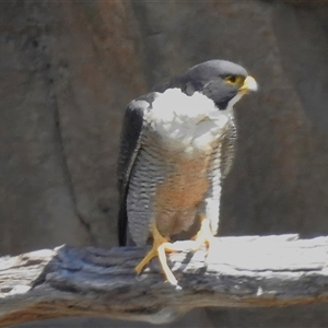 Falco peregrinus at Kambah, ACT - 17 Sep 2024