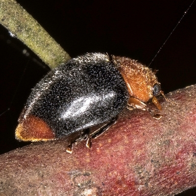 Cryptolaemus montrouzieri (Mealybug ladybird) at Melba, ACT - 17 Sep 2024 by kasiaaus