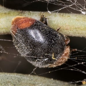 Cryptolaemus montrouzieri at Melba, ACT - 17 Sep 2024