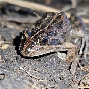 Limnodynastes tasmaniensis at Braidwood, NSW - 18 Sep 2024