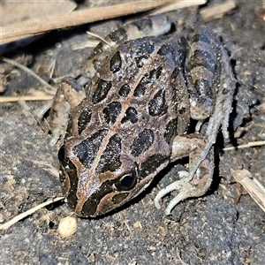 Limnodynastes tasmaniensis at Braidwood, NSW - 18 Sep 2024