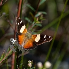 Vanessa itea (Yellow Admiral) at Bundanoon, NSW - 15 Sep 2024 by Aussiegall