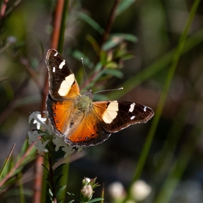 Vanessa itea at Bundanoon, NSW - 15 Sep 2024 by Aussiegall