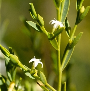 Olax stricta at Bundanoon, NSW - 15 Sep 2024