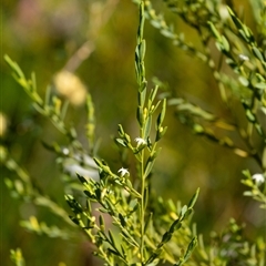 Olax stricta at Bundanoon, NSW - 15 Sep 2024