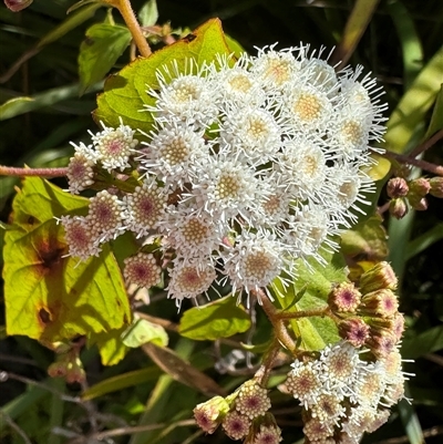 Ageratina adenophora (Crofton Weed) at Woonona, NSW - 15 Sep 2024 by jb2602