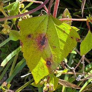 Ageratina adenophora at Woonona, NSW - 15 Sep 2024