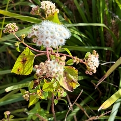 Ageratina adenophora at Woonona, NSW - 15 Sep 2024