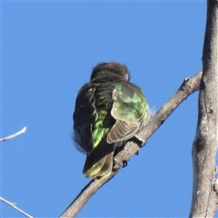 Chrysococcyx lucidus (Shining Bronze-Cuckoo) at Acton, ACT - 17 Sep 2024 by HelenCross