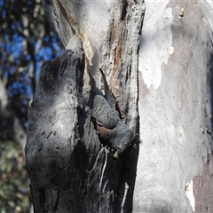 Callocephalon fimbriatum (Gang-gang Cockatoo) at Acton, ACT - 18 Sep 2024 by HelenCross