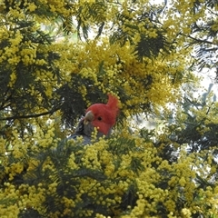 Callocephalon fimbriatum at Acton, ACT - suppressed