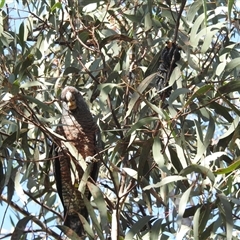 Callocephalon fimbriatum at Acton, ACT - 18 Sep 2024