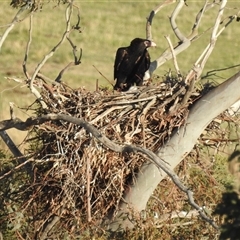 Aquila audax at Kambah, ACT - 18 Sep 2024 04:45 PM