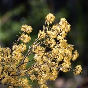 Pomaderris phylicifolia subsp. ericoides at Bundanoon, NSW - 15 Sep 2024