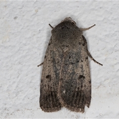 Proteuxoa capularis (Half-moon Noctuid) at Melba, ACT - 18 Sep 2024 by kasiaaus