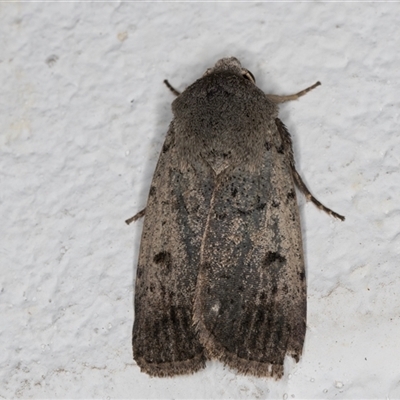 Proteuxoa (genus) (A Noctuid moth) at Melba, ACT - 18 Sep 2024 by kasiaaus