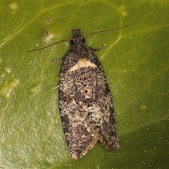 Tortricinae (subfamily) (A tortrix moth) at Melba, ACT - 18 Sep 2024 by kasiaaus