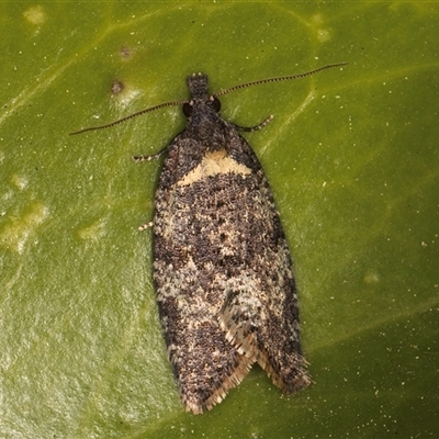 Tortricinae (subfamily) (A tortrix moth) at Melba, ACT - 18 Sep 2024 by kasiaaus