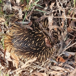 Tachyglossus aculeatus at Penrose, NSW - 17 Sep 2024