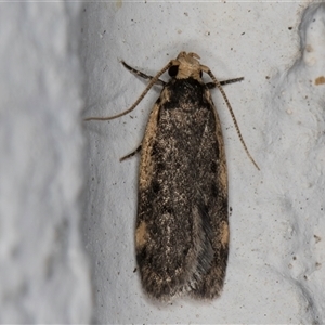 Hoplostega ochroma at Melba, ACT - 18 Sep 2024 09:04 PM