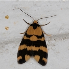 Thallarcha partita (Dark-banded Footman) at Melba, ACT - 18 Sep 2024 by kasiaaus