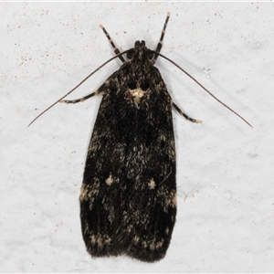 Barea codrella at Melba, ACT - 18 Sep 2024 10:33 PM