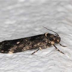 Barea codrella at Melba, ACT - 18 Sep 2024 10:33 PM