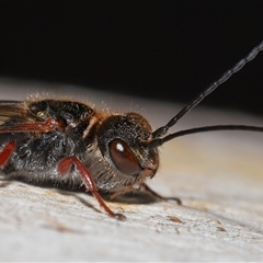 Thynninae (subfamily) (Smooth flower wasp) at Yarralumla, ACT - 7 Jul 2024 by TimL