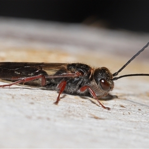 Thynninae (subfamily) at Yarralumla, ACT - 7 Jul 2024 02:07 PM