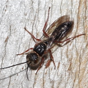 Thynninae (subfamily) at Yarralumla, ACT - 7 Jul 2024