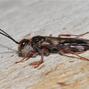 Thynninae (subfamily) at Yarralumla, ACT - 7 Jul 2024