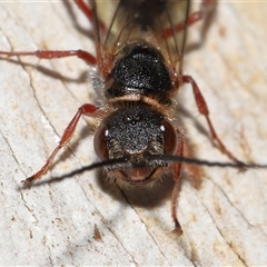 Thynninae (subfamily) at Yarralumla, ACT - 7 Jul 2024 02:07 PM