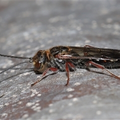 Thynninae (subfamily) (Smooth flower wasp) at Yarralumla, ACT - 7 Jul 2024 by TimL