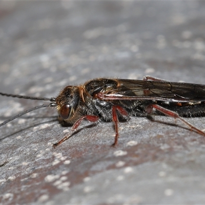 Thynninae (subfamily) (Smooth flower wasp) at Yarralumla, ACT - 7 Jul 2024 by TimL