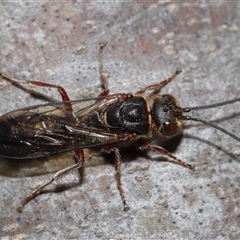 Thynninae (subfamily) at Yarralumla, ACT - 7 Jul 2024