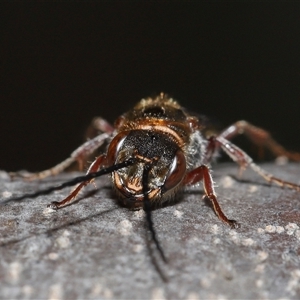 Thynninae (subfamily) at Yarralumla, ACT - 7 Jul 2024