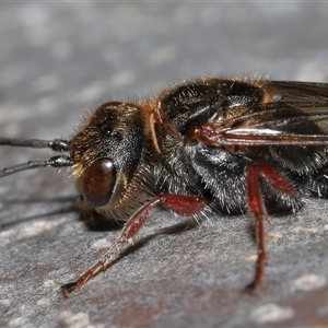 Thynninae (subfamily) at Yarralumla, ACT - 7 Jul 2024