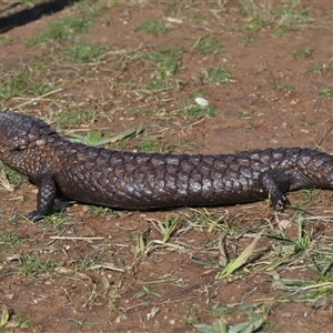 Tiliqua rugosa at Throsby, ACT - 21 Jul 2024 01:42 PM