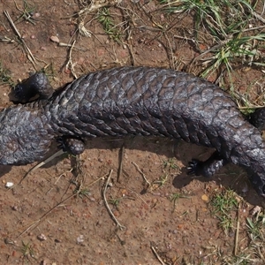 Tiliqua rugosa at Throsby, ACT - 21 Jul 2024 01:42 PM