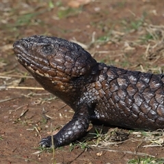 Tiliqua rugosa at Throsby, ACT - 21 Jul 2024 01:42 PM