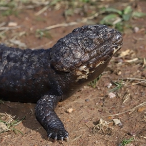 Tiliqua rugosa at Throsby, ACT - 21 Jul 2024