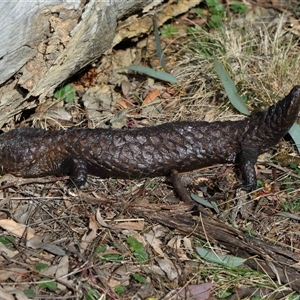 Tiliqua rugosa at Throsby, ACT - 21 Jul 2024