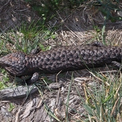 Tiliqua rugosa (Shingleback Lizard) at Throsby, ACT - 7 Sep 2024 by TimL