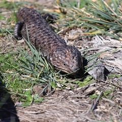 Tiliqua rugosa at Throsby, ACT - 7 Sep 2024